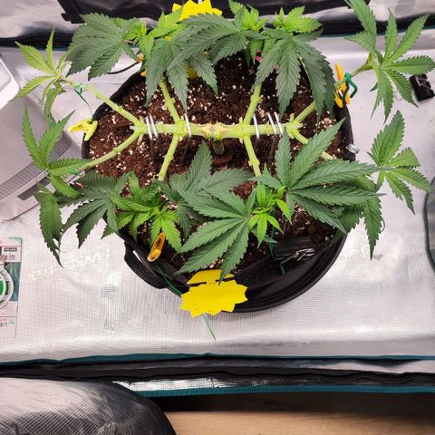 Test mainlining  growlog timeline photo