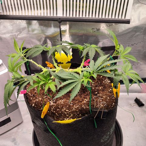 Test mainlining  growlog timeline photo