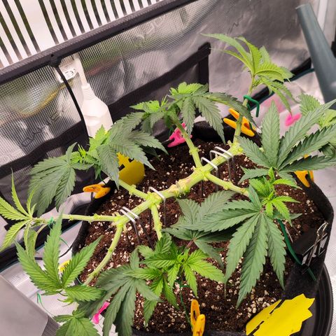 Test mainlining  growlog timeline photo