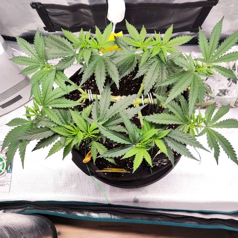 Test mainlining  growlog timeline photo