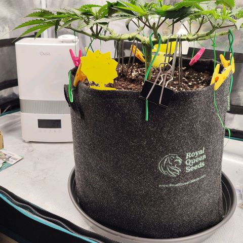 Test mainlining  growlog timeline photo