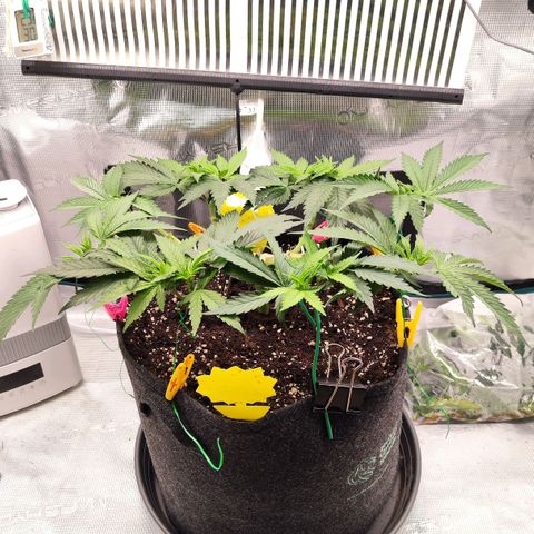 Test mainlining  growlog timeline photo