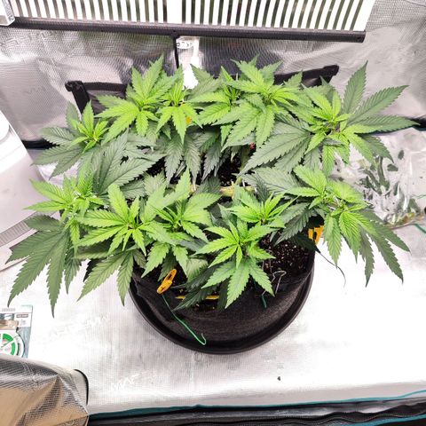 Test mainlining  growlog timeline photo