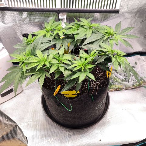 Test mainlining  growlog timeline photo