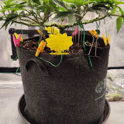Test mainlining  growlog timeline photo