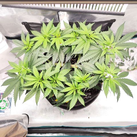 Test mainlining  growlog timeline photo