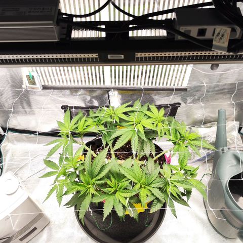 Test mainlining  growlog timeline photo