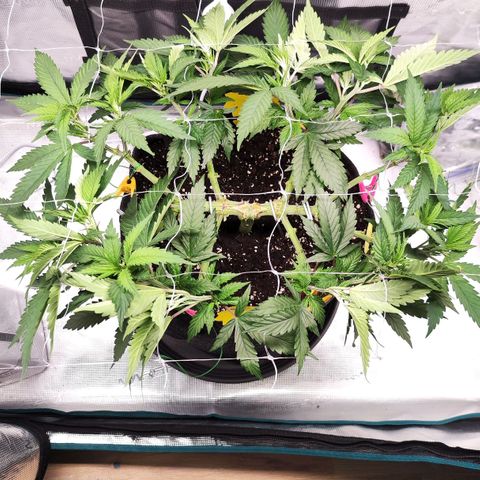 Test mainlining  growlog timeline photo