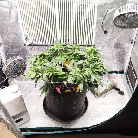 Test mainlining  growlog timeline photo