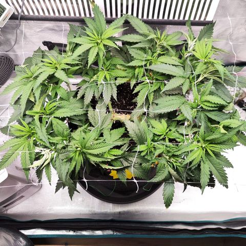 Test mainlining  growlog timeline photo