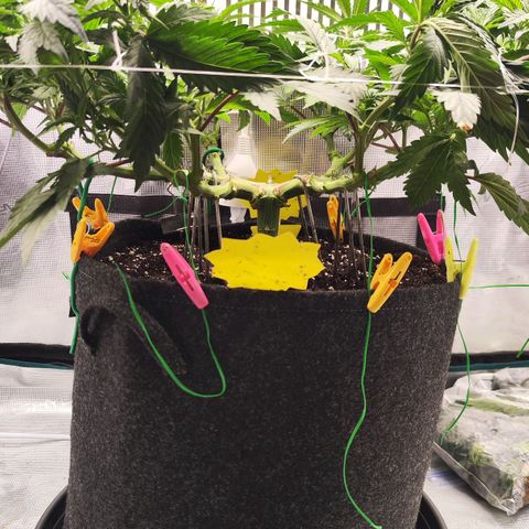 Test mainlining  growlog timeline photo