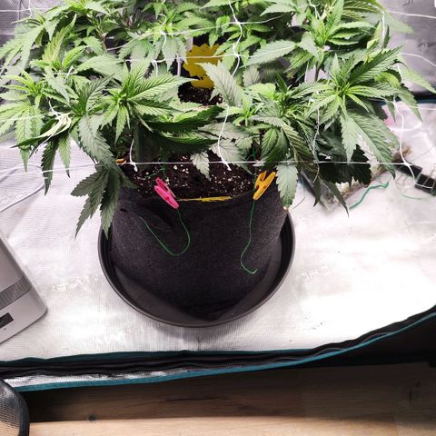 Test mainlining  growlog timeline photo