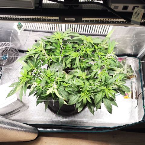 Test mainlining  growlog timeline photo