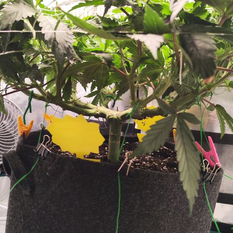 Test mainlining  growlog timeline photo