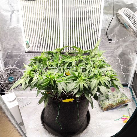 Test mainlining  growlog timeline photo