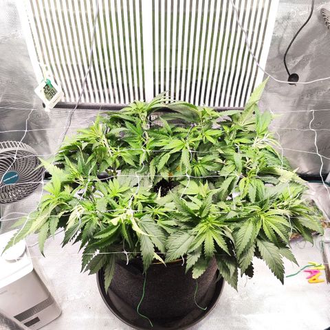 Test mainlining  growlog timeline photo