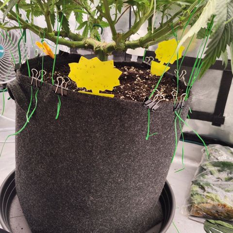 Test mainlining  growlog timeline photo