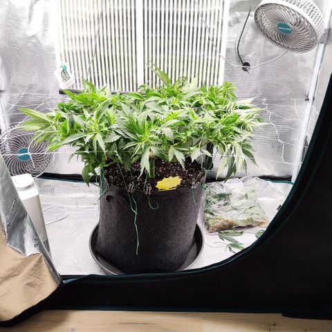Test mainlining  growlog timeline photo