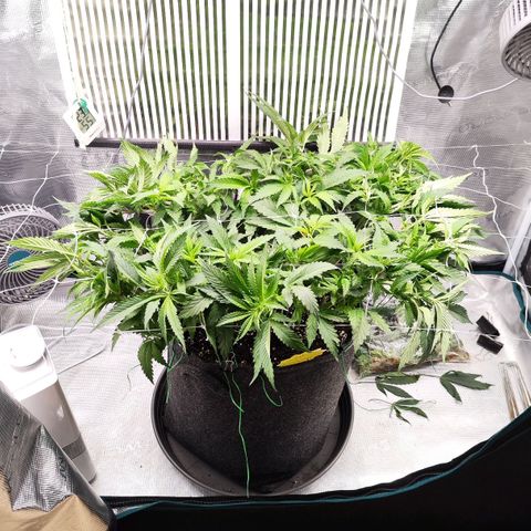 Test mainlining  growlog timeline photo