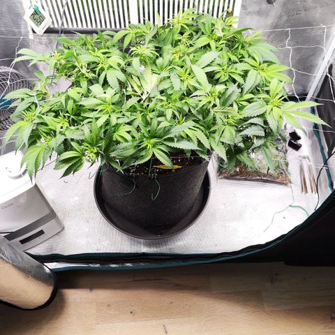 Test mainlining  growlog timeline photo