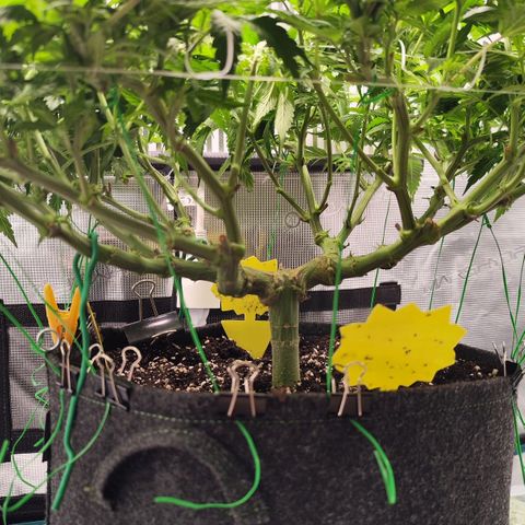 Test mainlining  growlog timeline photo