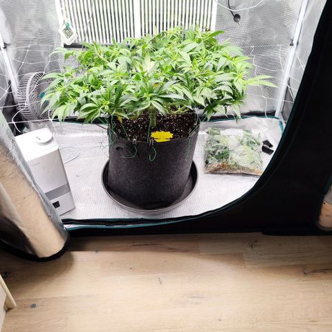 Test mainlining  growlog timeline photo