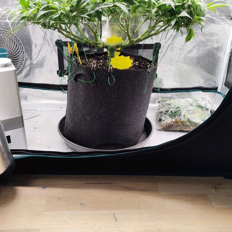 Test mainlining  growlog timeline photo