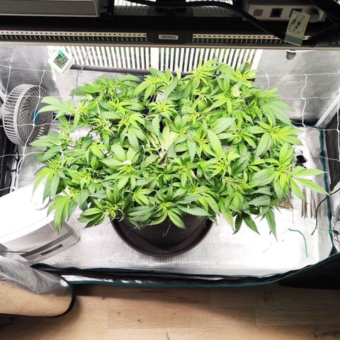 Test mainlining  growlog timeline photo