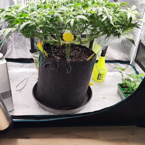 Test mainlining  growlog timeline photo