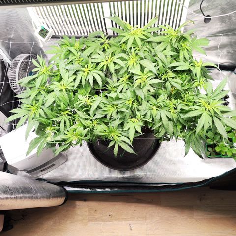 Test mainlining  growlog timeline photo