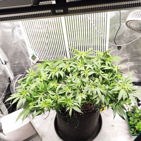 Test mainlining  growlog timeline photo