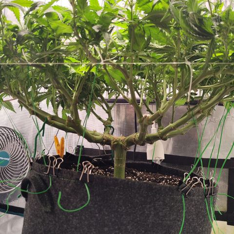 Test mainlining  growlog timeline photo
