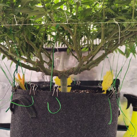 Test mainlining  growlog timeline photo