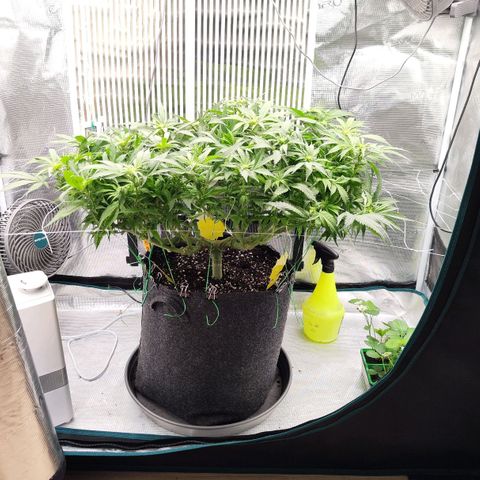 Test mainlining  growlog timeline photo