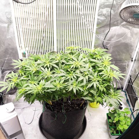 Test mainlining  growlog timeline photo