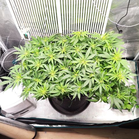 Test mainlining  growlog timeline photo