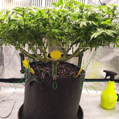 Test mainlining  growlog timeline photo