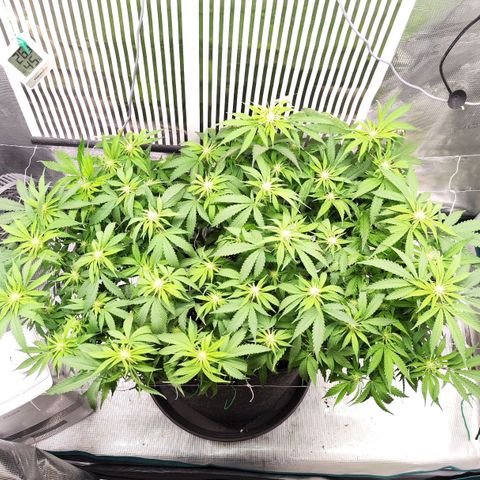 Test mainlining  growlog timeline photo