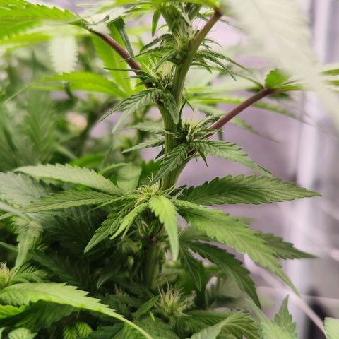 Test mainlining  growlog timeline photo