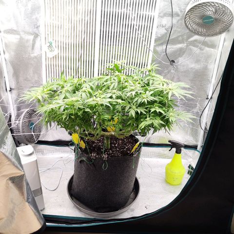 Test mainlining  growlog timeline photo
