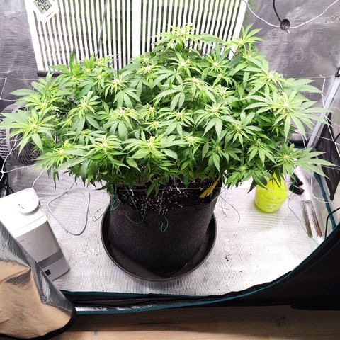 Test mainlining  growlog timeline photo