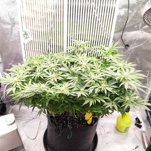 Test mainlining  growlog timeline photo