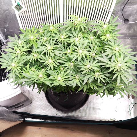 Test mainlining  growlog timeline photo