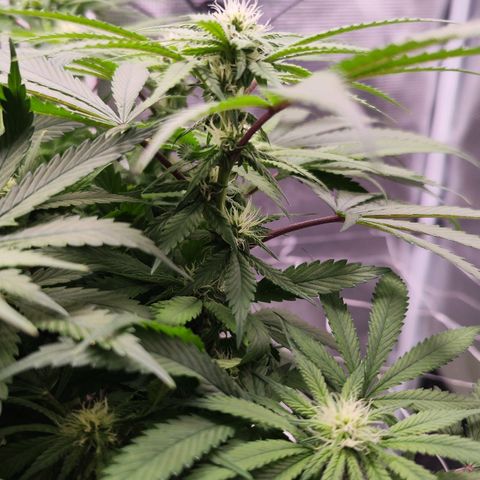 Test mainlining  growlog timeline photo