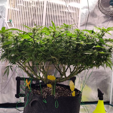 Test mainlining  growlog timeline photo