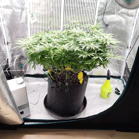 Test mainlining  growlog timeline photo