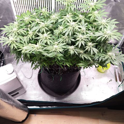 Test mainlining  growlog timeline photo