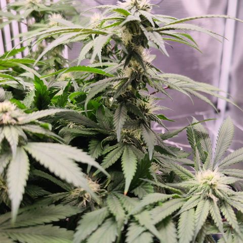 Test mainlining  growlog timeline photo