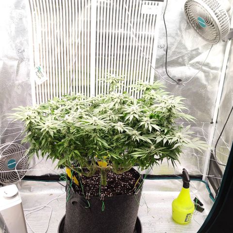 Test mainlining  growlog timeline photo