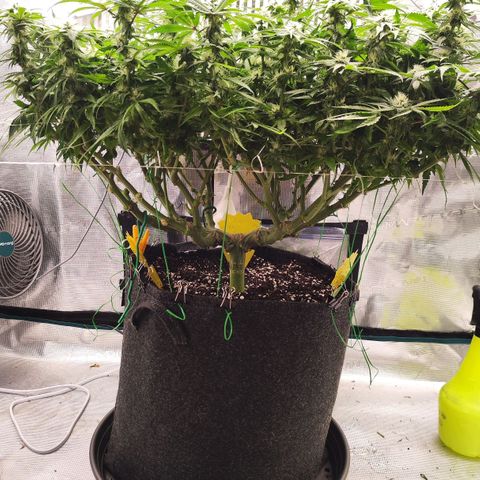 Test mainlining  growlog timeline photo